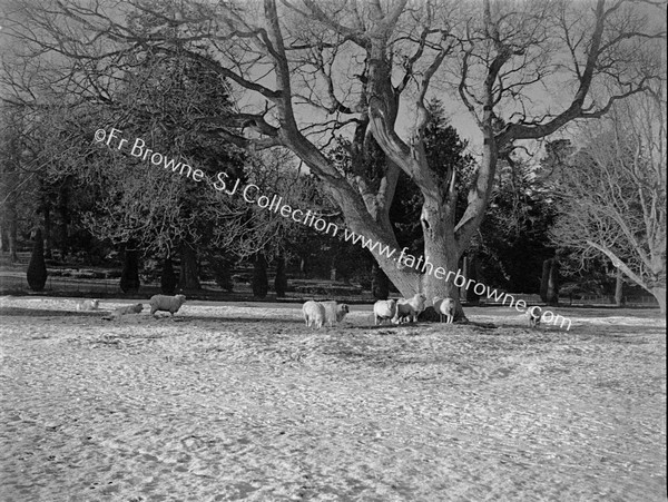 SHEEP GRAZING UNDER TREES AT EMO COURT